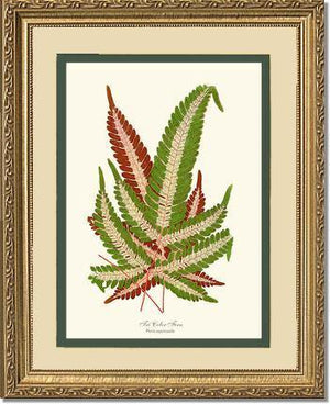 Pteris aspericaulis Botanical Wall Art Print-Charting Nature