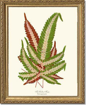 Pteris aspericaulis Botanical Wall Art Print-Charting Nature