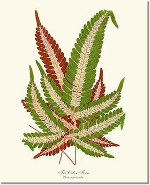 Pteris aspericaulis Botanical Wall Art Print-Charting Nature