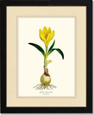 Amaryllis, Yellow - Charting Nature