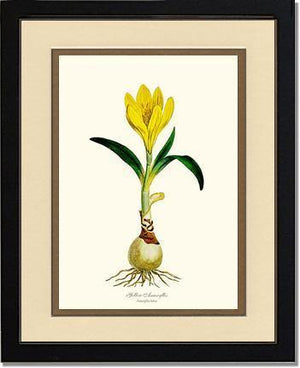 Amaryllis, Yellow - Charting Nature