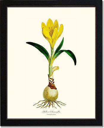 Amaryllis, Yellow - Charting Nature