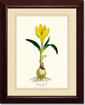 Amaryllis, Yellow - Charting Nature