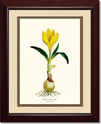 Amaryllis, Yellow - Charting Nature