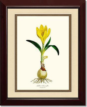 Amaryllis, Yellow - Charting Nature