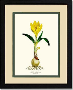 Amaryllis, Yellow - Charting Nature