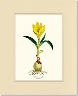 Amaryllis, Yellow - Charting Nature