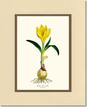 Amaryllis, Yellow - Charting Nature