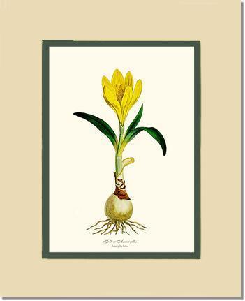 Amaryllis, Yellow - Charting Nature