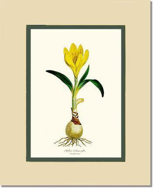 Amaryllis, Yellow - Charting Nature