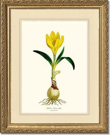 Amaryllis, Yellow - Charting Nature