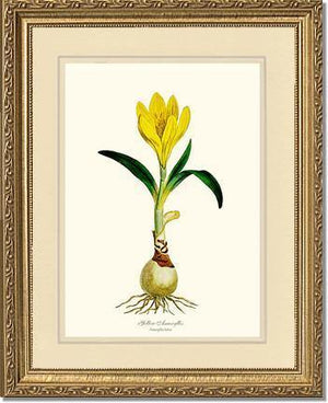 Amaryllis, Yellow - Charting Nature