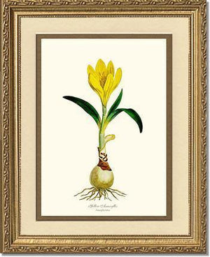 Amaryllis, Yellow - Charting Nature