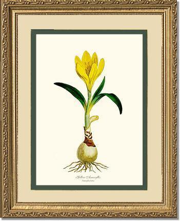 Amaryllis, Yellow - Charting Nature