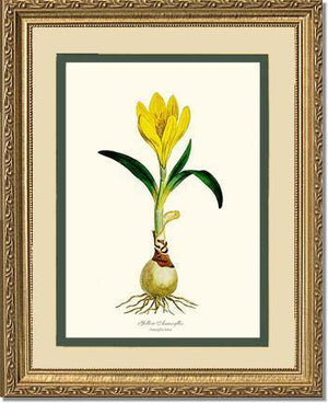 Amaryllis, Yellow - Charting Nature