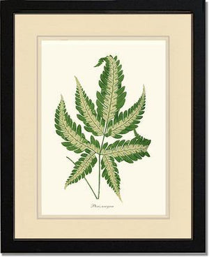 Pteris arcyrea Botanical Wall Art Print-Charting Nature