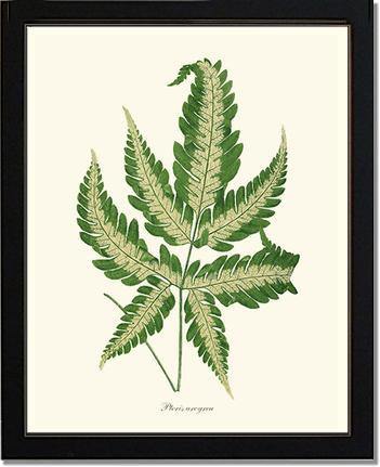 Pteris arcyrea Botanical Wall Art Print-Charting Nature