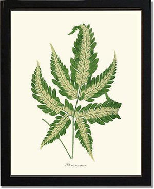 Pteris arcyrea Botanical Wall Art Print-Charting Nature