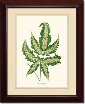 Pteris arcyrea Botanical Wall Art Print-Charting Nature