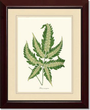 Pteris arcyrea Botanical Wall Art Print-Charting Nature