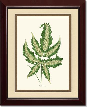 Pteris arcyrea Botanical Wall Art Print-Charting Nature
