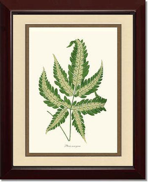 Pteris arcyrea Botanical Wall Art Print-Charting Nature