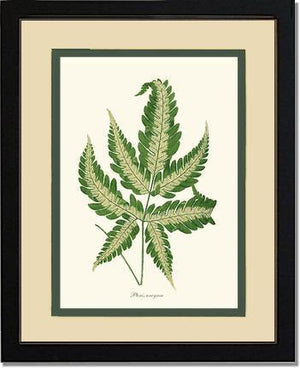 Pteris arcyrea Botanical Wall Art Print-Charting Nature