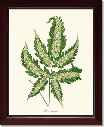 Pteris arcyrea Botanical Wall Art Print-Charting Nature