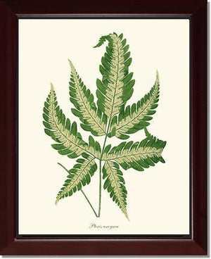 Pteris arcyrea Botanical Wall Art Print-Charting Nature