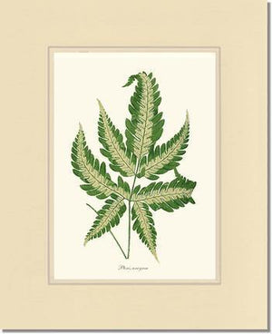 Pteris arcyrea Botanical Wall Art Print-Charting Nature
