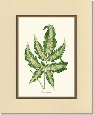 Pteris arcyrea Botanical Wall Art Print-Charting Nature