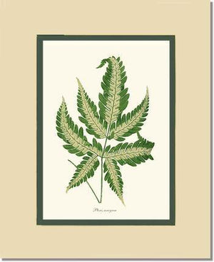 Pteris arcyrea Botanical Wall Art Print-Charting Nature
