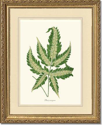 Pteris arcyrea Botanical Wall Art Print-Charting Nature