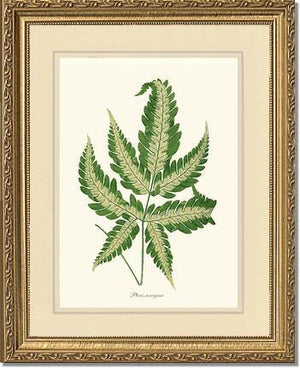 Pteris arcyrea Botanical Wall Art Print-Charting Nature