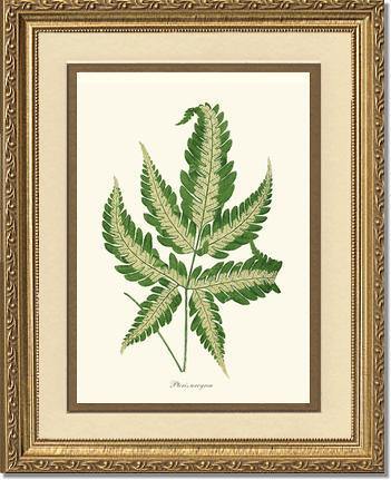 Pteris arcyrea Botanical Wall Art Print-Charting Nature