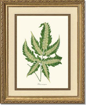 Pteris arcyrea Botanical Wall Art Print-Charting Nature