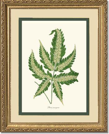 Pteris arcyrea Botanical Wall Art Print-Charting Nature