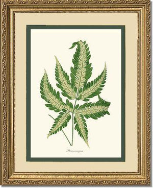 Pteris arcyrea Botanical Wall Art Print-Charting Nature