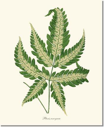 Pteris arcyrea Botanical Wall Art Print-Charting Nature