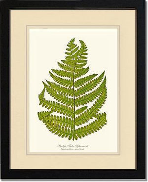 Prolific False Spleenwort Fern Botanical Wall Art Print-Charting Nature