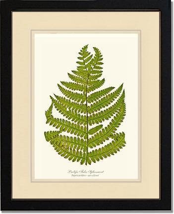 Prolific False Spleenwort Fern Botanical Wall Art Print-Charting Nature