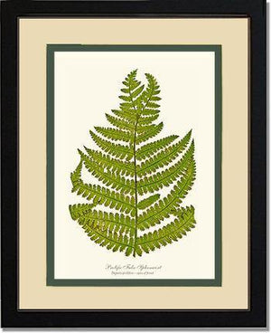 Prolific False Spleenwort Fern Botanical Wall Art Print-Charting Nature