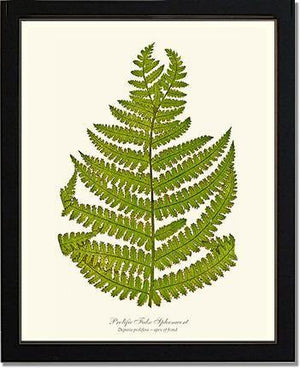 Prolific False Spleenwort Fern Botanical Wall Art Print-Charting Nature