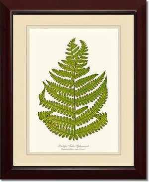 Prolific False Spleenwort Fern Botanical Wall Art Print-Charting Nature