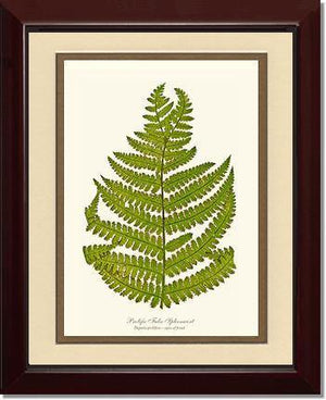 Prolific False Spleenwort Fern Botanical Wall Art Print-Charting Nature