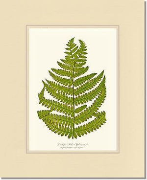 Prolific False Spleenwort Fern Botanical Wall Art Print-Charting Nature