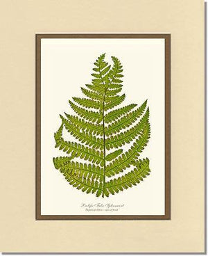 Prolific False Spleenwort Fern Botanical Wall Art Print-Charting Nature