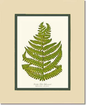 Prolific False Spleenwort Fern Botanical Wall Art Print-Charting Nature