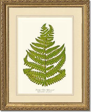 Prolific False Spleenwort Fern Botanical Wall Art Print-Charting Nature