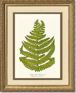 Prolific False Spleenwort Fern Botanical Wall Art Print-Charting Nature